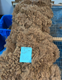 Dark Fawn Alpaca Fiber - Annie 25