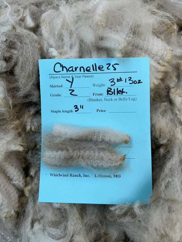 Medium Silver Grey Alpaca Fiber - Charnelle25