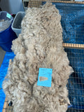 Light Fawn Huacaya Alpaca Fiber - Chaska25