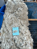 Medium Silver Grey Alpaca Fiber - Charnelle25