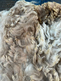 Fading Fawn Alpaca Fleece - Buck24