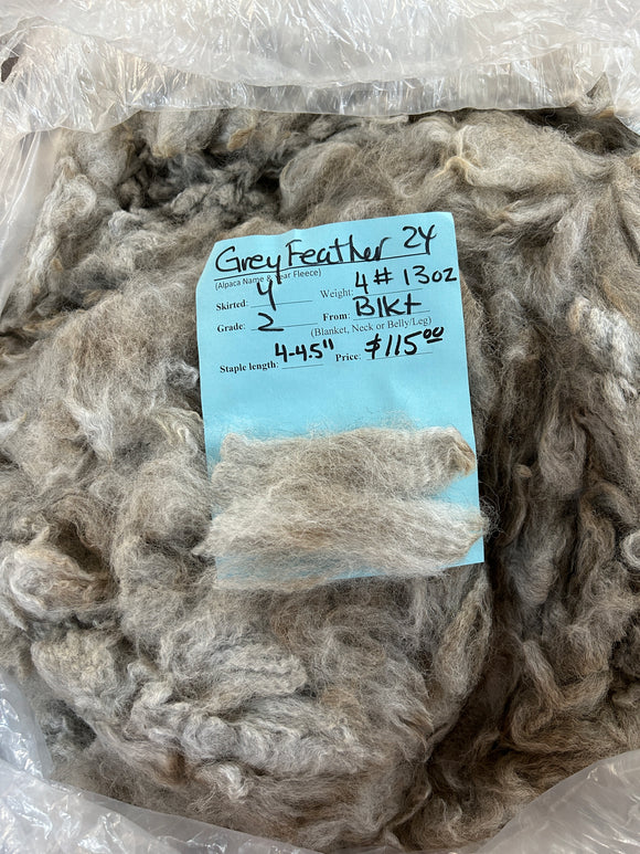 Medium Silver Grey Alpaca Fleece -Grey Feather 24