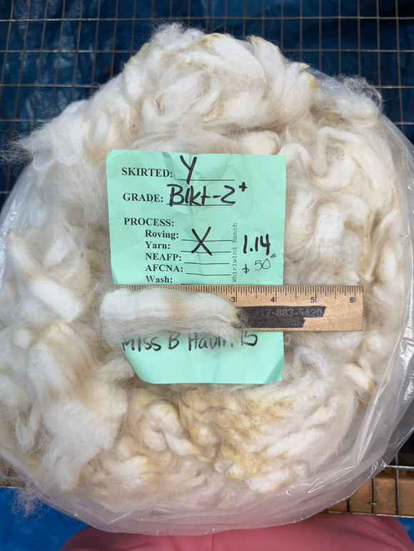 White Alpaca Fleece - Miss B Havin 15