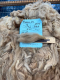 Light Fawn Baby Alpaca Fiber - Maize24