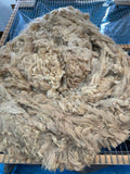 Light Fawn Baby Alpaca Fiber - Maize24