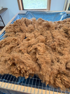 Dark Fawn Alpaca Fiber - Mia15