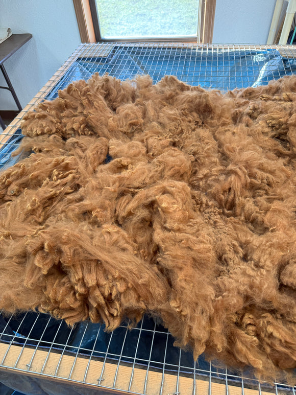 Dark Fawn Alpaca Fiber - Mia15