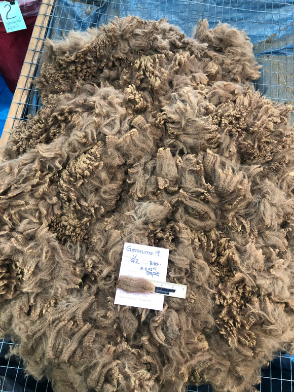 Dark Fawn Alpaca Fleece - Gerinimo 19