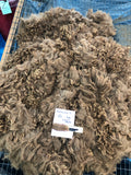 Dark Fawn Alpaca Fleece - Gerinimo 19