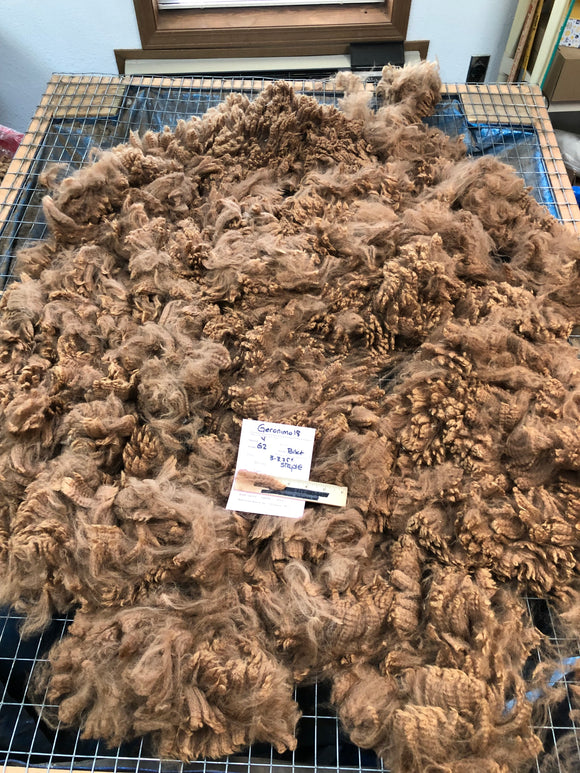 Dark Fawn Alpaca Fleece - Geronimo18