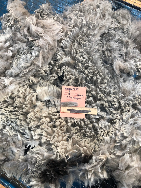 Silver Grey Alpaca Fiber - War Paint19